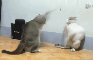猫打架cats表情图片下载